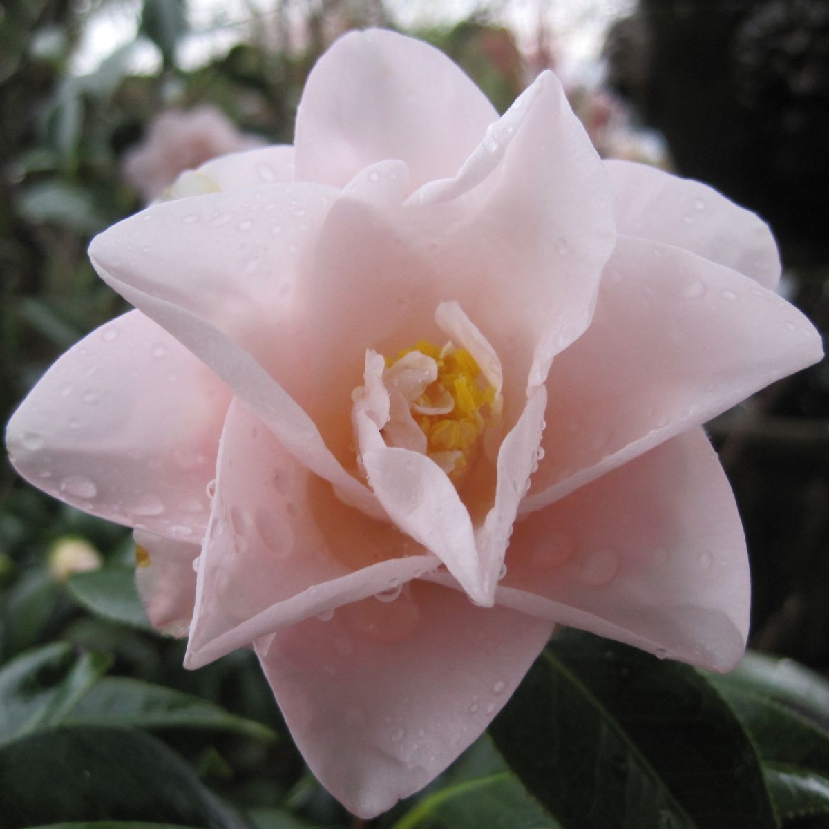 Camellia jap. 'Magnoliaeflora' (pink)