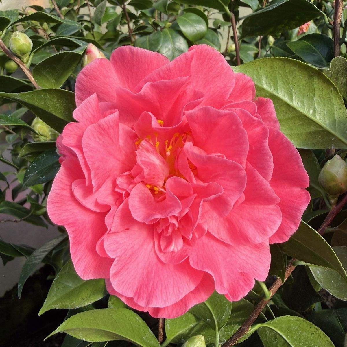 Camellia jap. 'Marie Bracey' (rose)