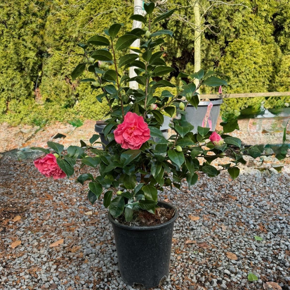 Camellia jap. 'Marie Bracey' (rose)