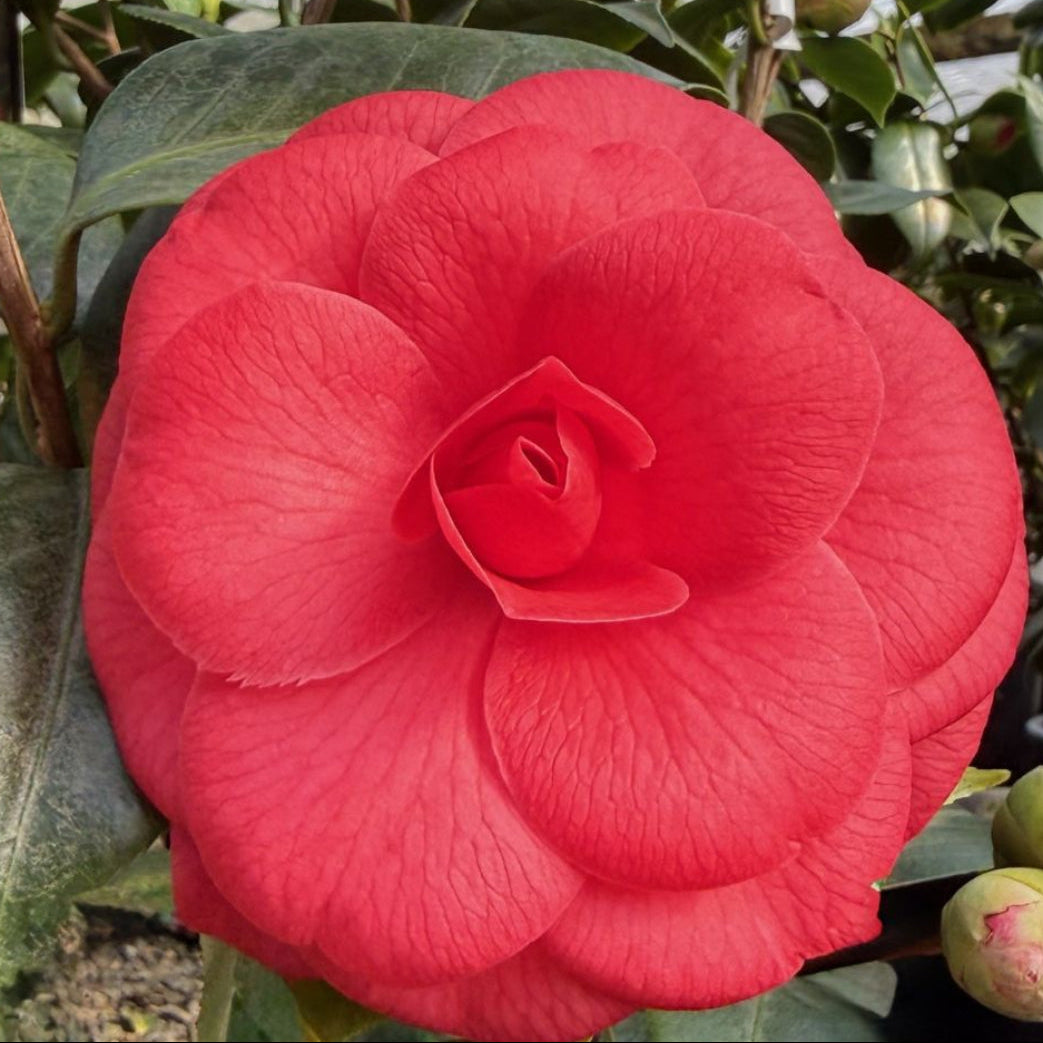Camellia jap. 'Mathotiana Supreme' (red)