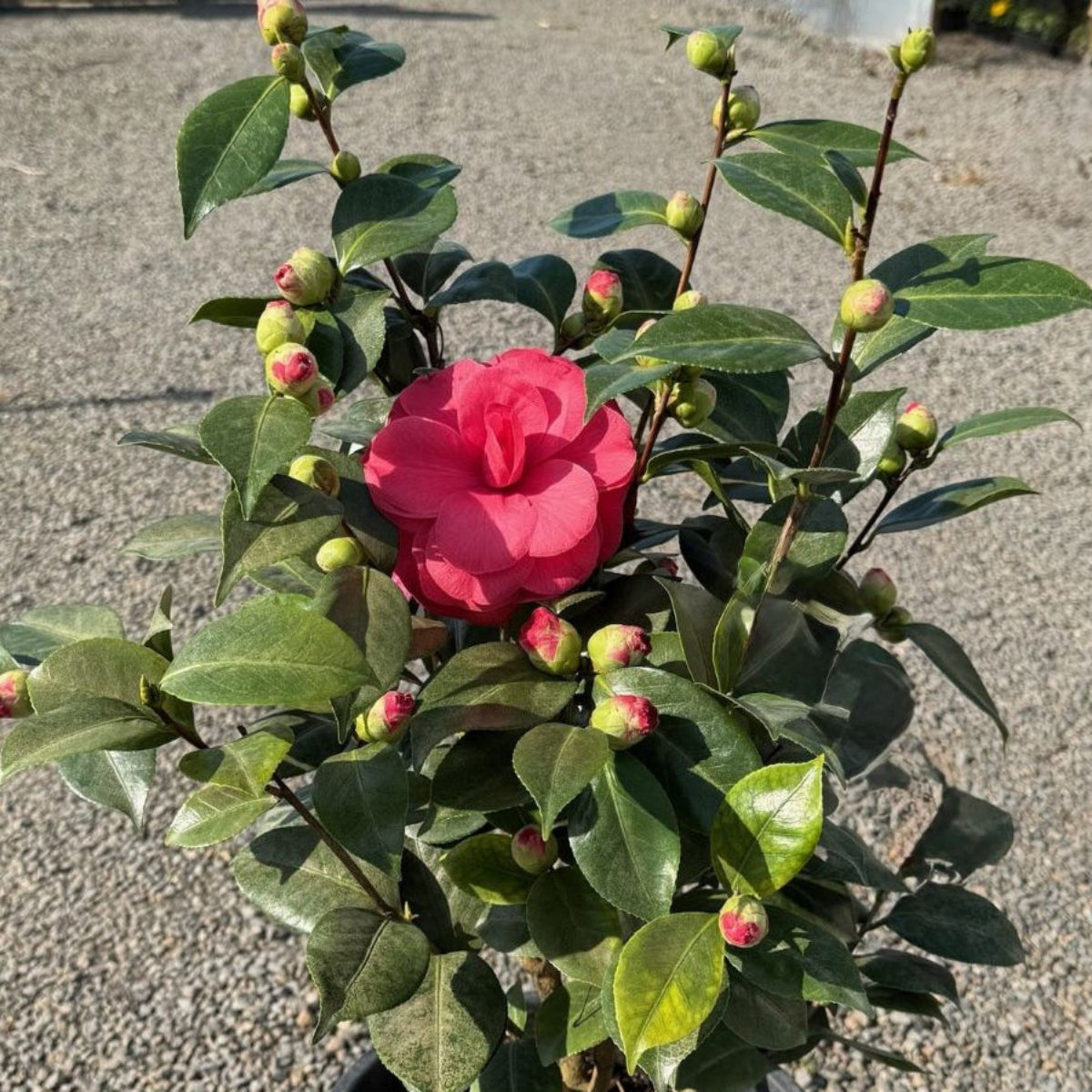Camellia jap. 'Mathotiana Supreme' (red)