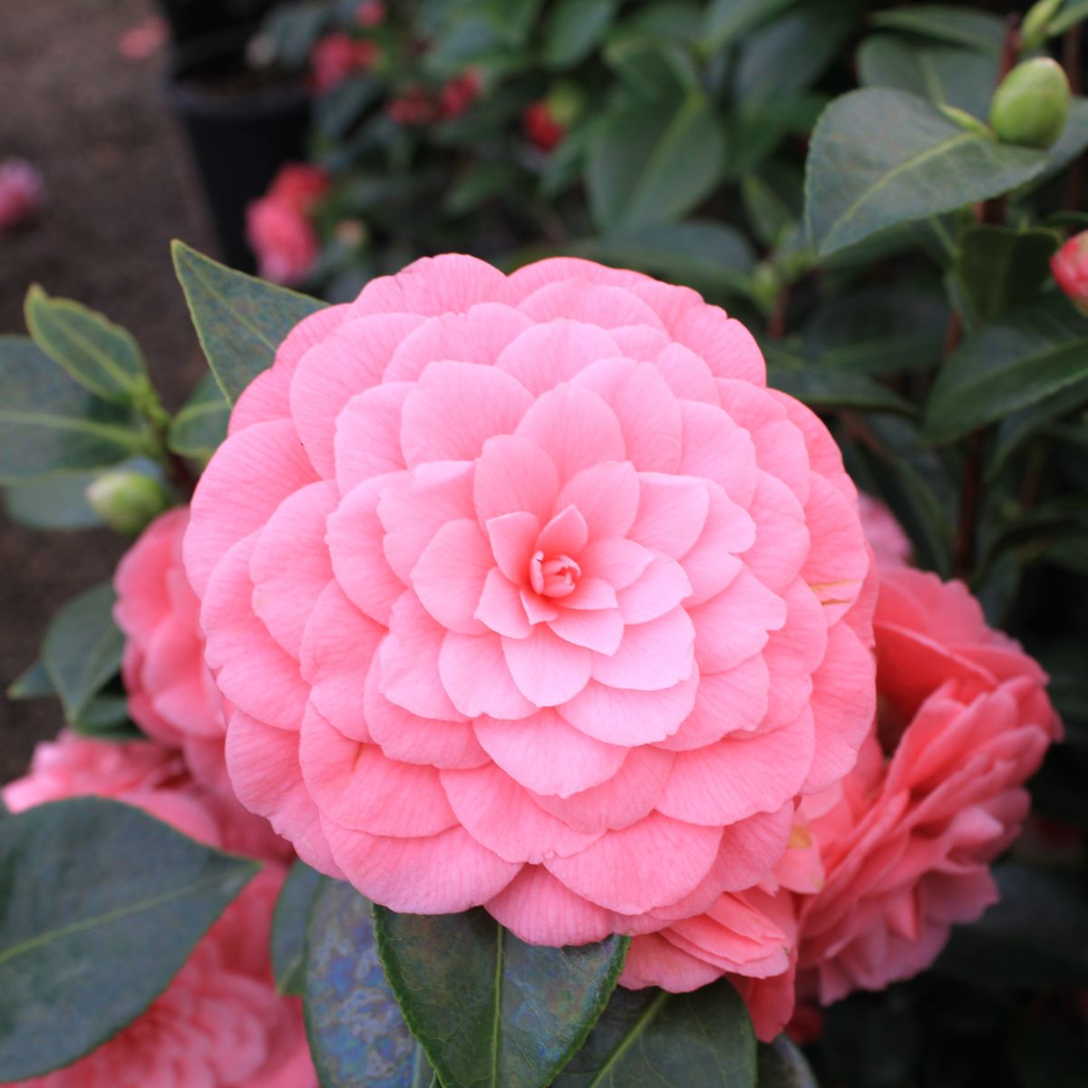 Camellia jap. 'Mrs. Tingley' (salmon)