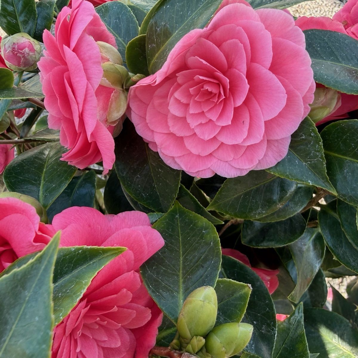 Camellia jap. 'Mrs. Tingley' (salmon)