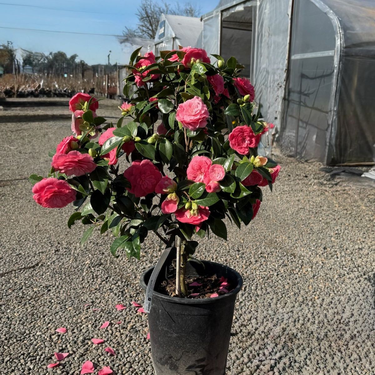 Camellia jap. 'Mrs. Tingley' (salmon)
