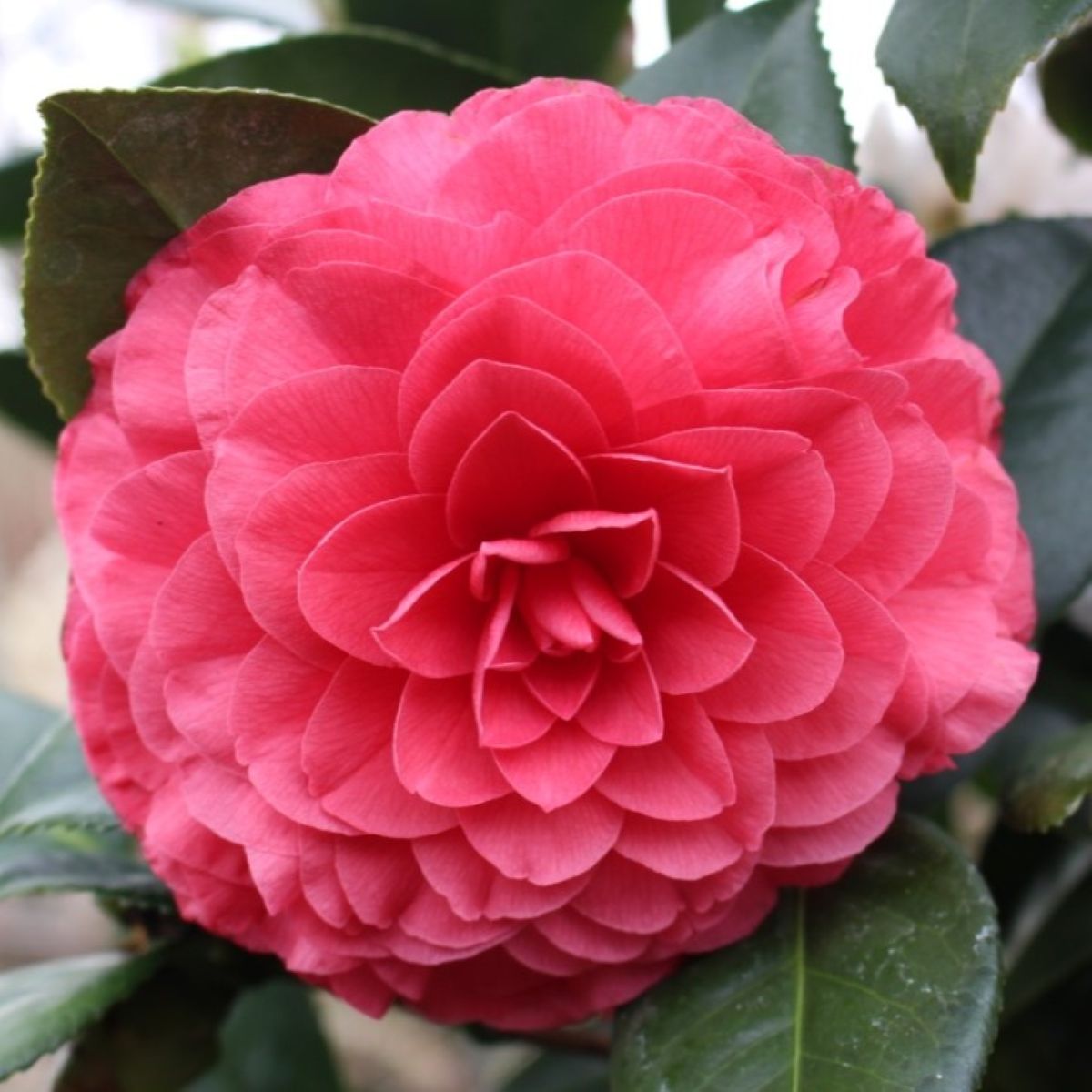 Camellia jap. 'Nuccio's Bella Rossa' PP13023