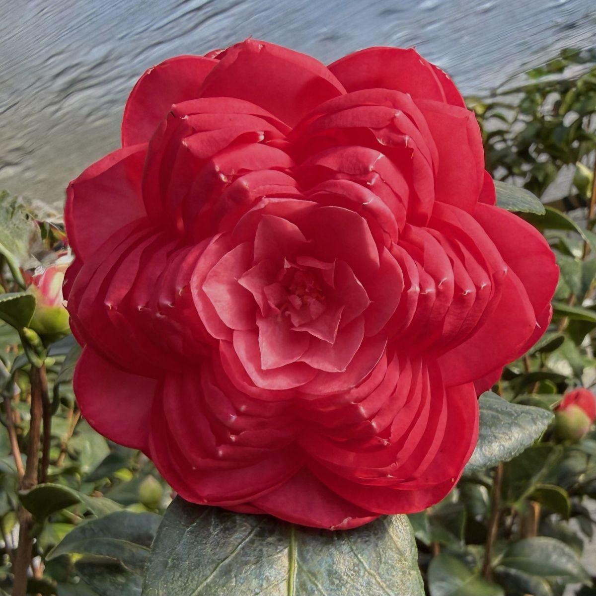 Camellia jap. 'Nuccio's Bella Rossa' PP13023