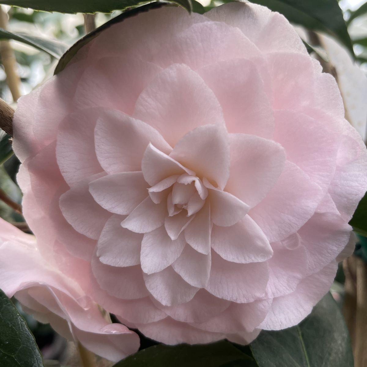 Camellia jap. 'Nuccio's Pearl' (lavender), ESPALIER