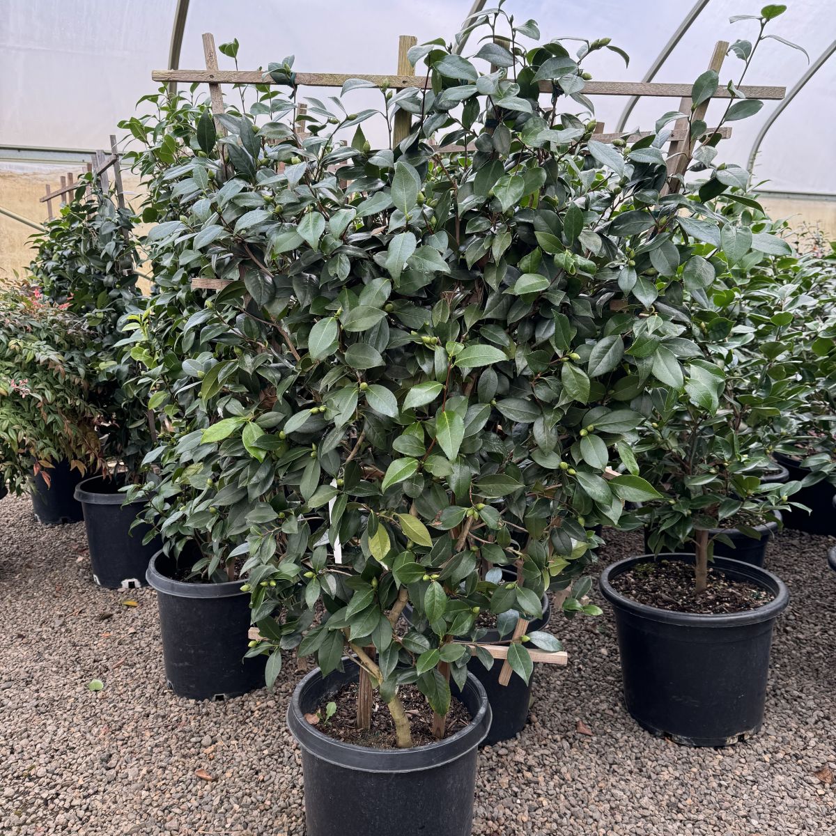 Camellia jap. 'Nuccio's Pearl' (lavender), ESPALIER