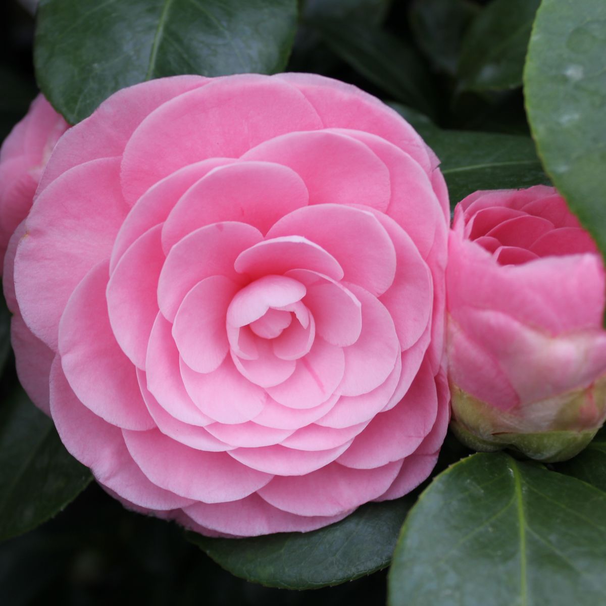 Camellia jap. 'Pearl Maxwell' (pink)