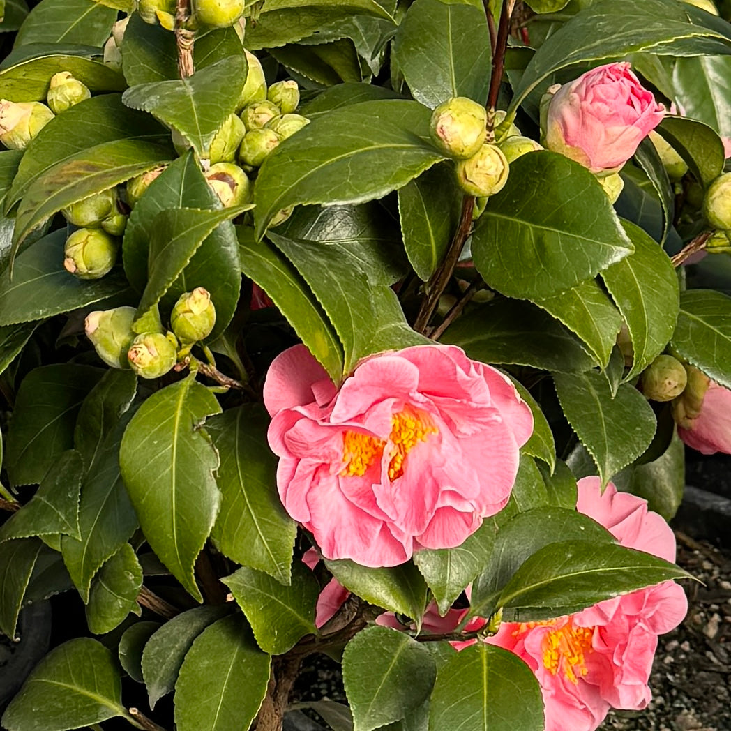 Camellia jap. 'Pink Parade' (pink), ESPALIER