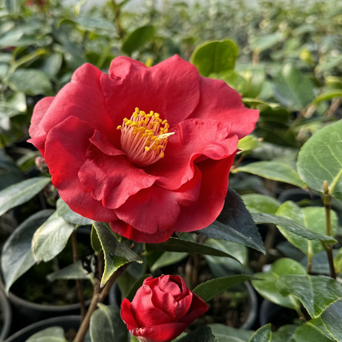Camellia jap. 'Royal Velvet' (red)