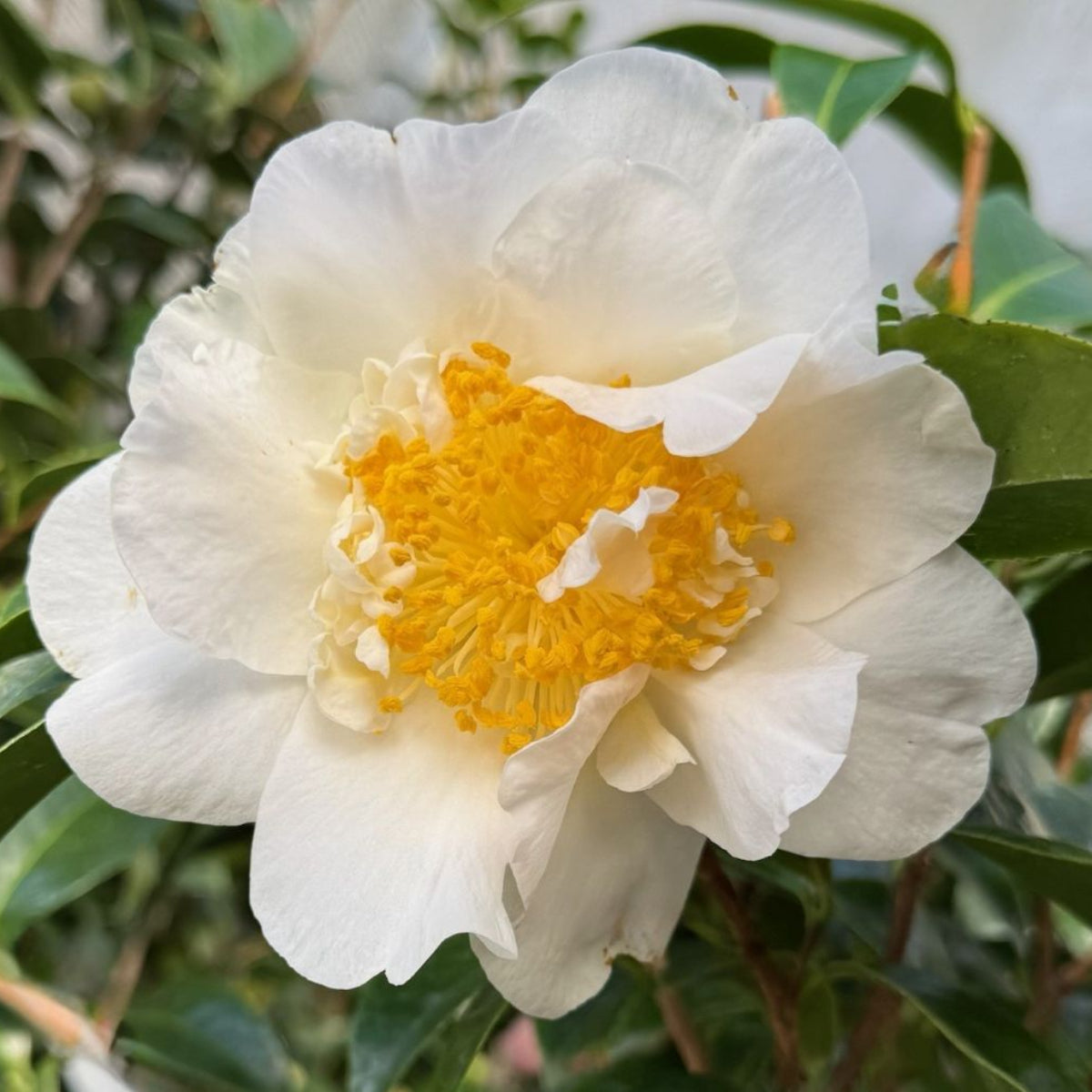 Camellia jap. 'Silver Waves' (white)