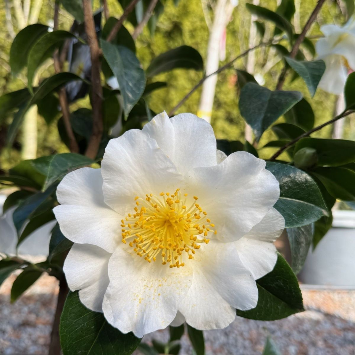 Camellia jap. 'Silver Waves' (white)