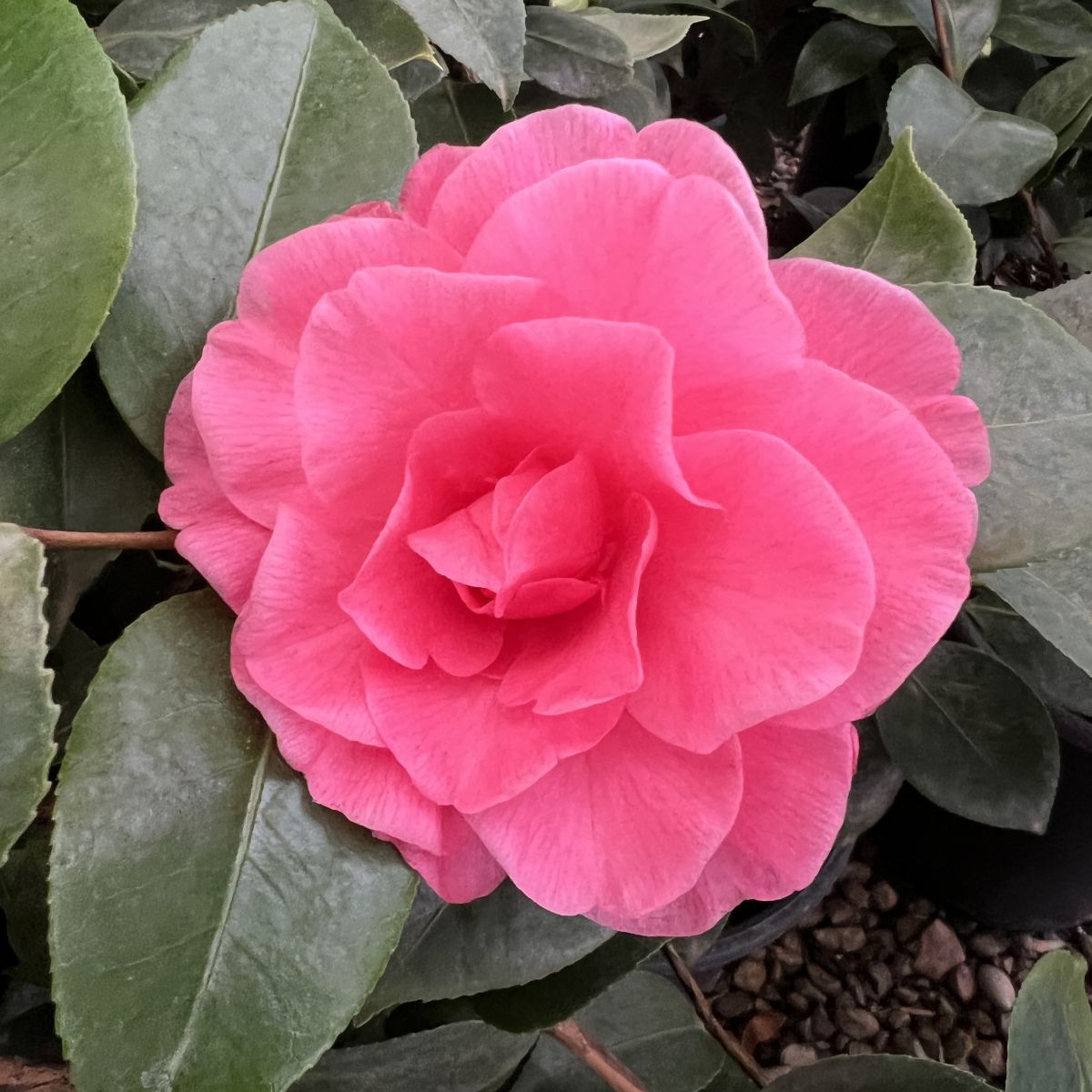 Camellia jap. 'Spellbound' (pink)
