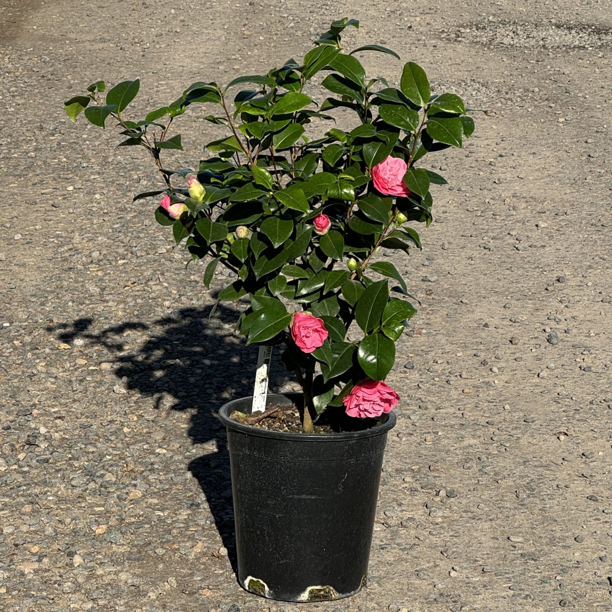 Camellia jap. 'Spellbound' (pink)