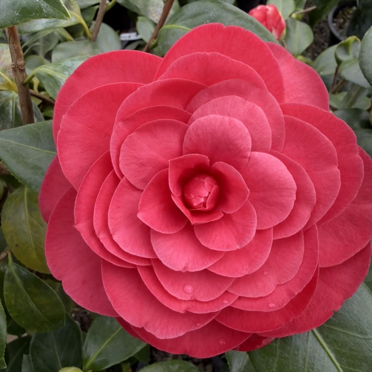 Camellia jap. 'Tom Knudsen' (red)