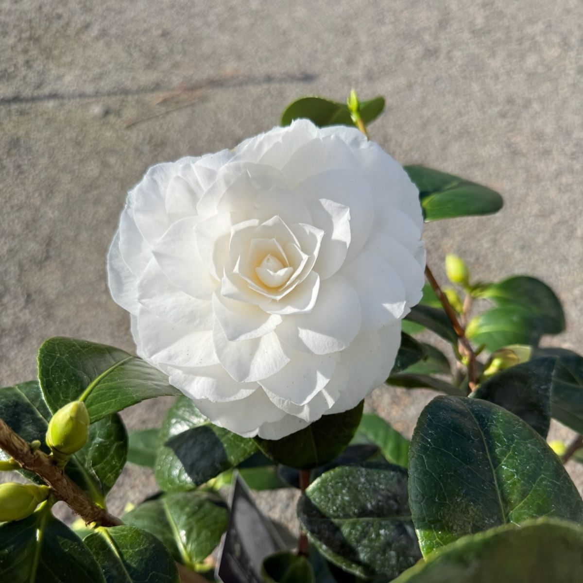 Camellia jap. 'White Swan' (white)