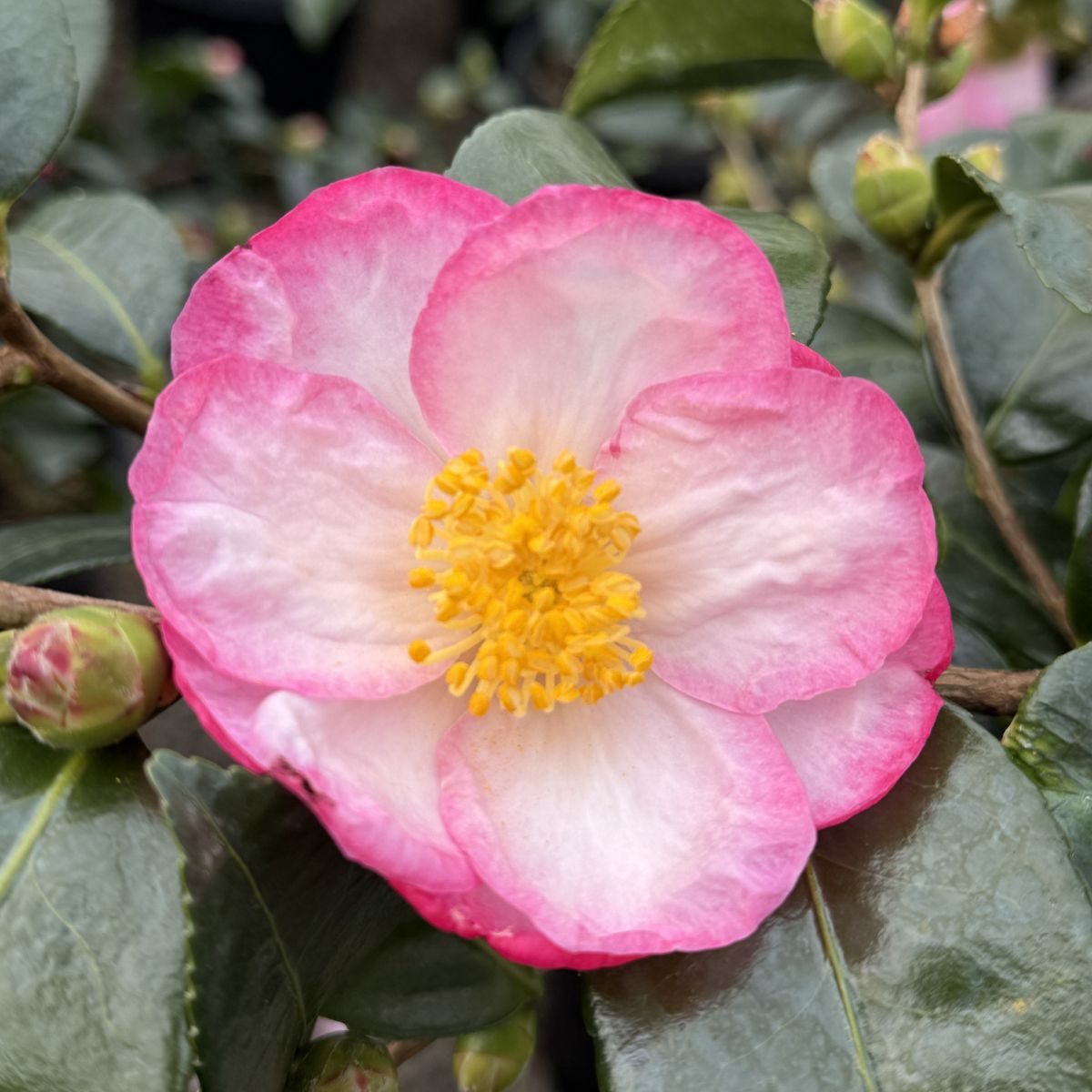 Camellia sas. 'Apple Blossom' (white/pink)