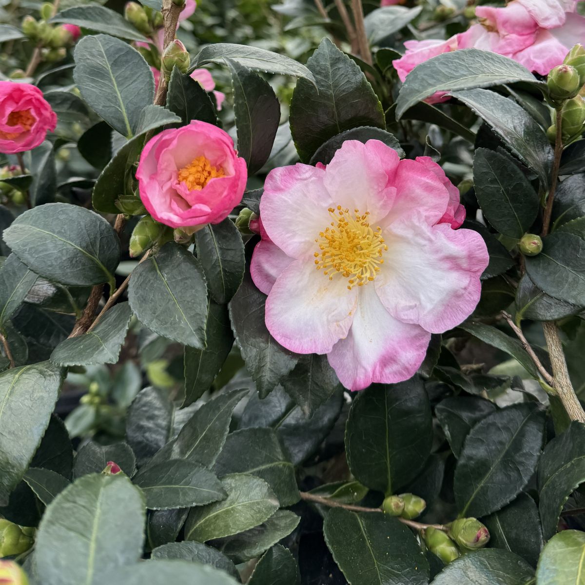 Camellia sas. 'Apple Blossom' (white/pink)