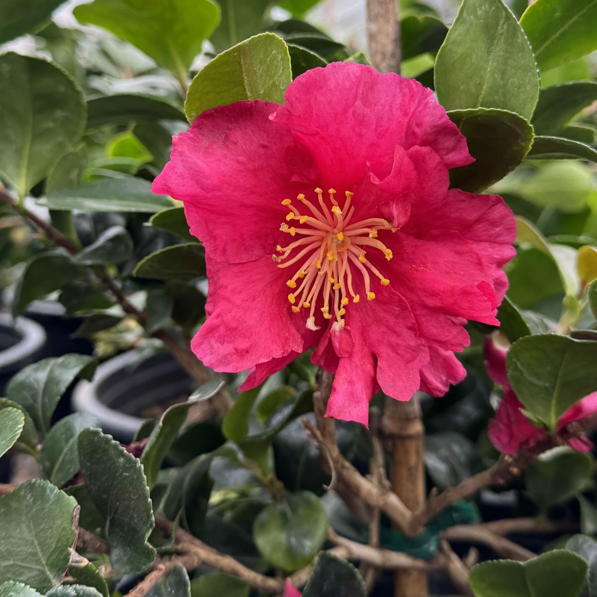 Camellia sas. 'Bonanza' (red)