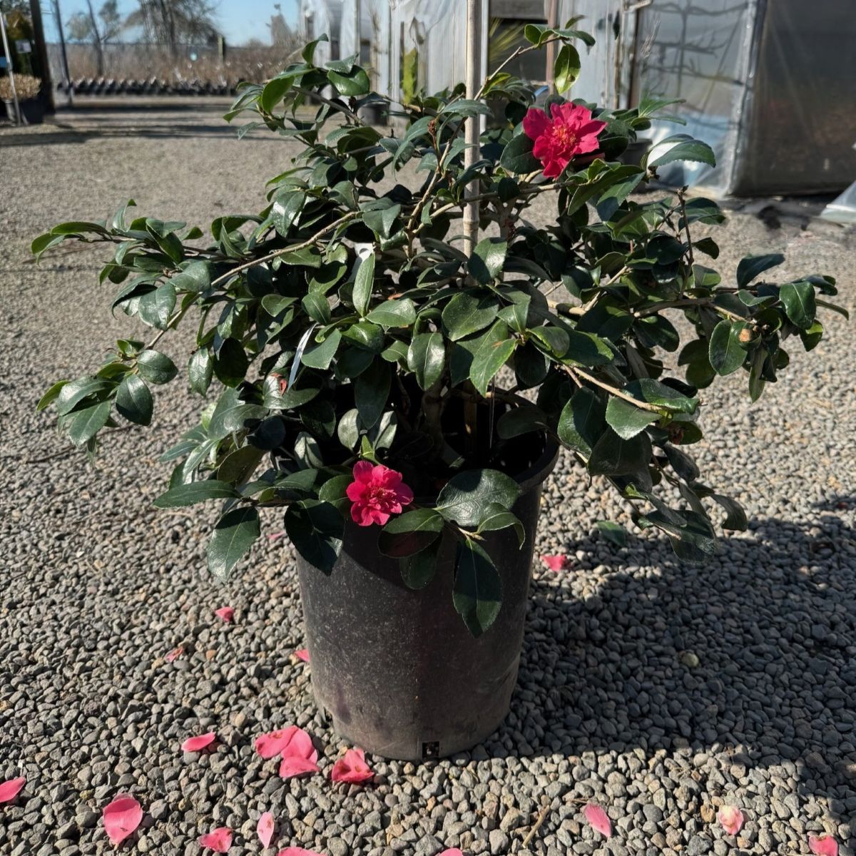 Camellia sas. 'Bonanza' (red)