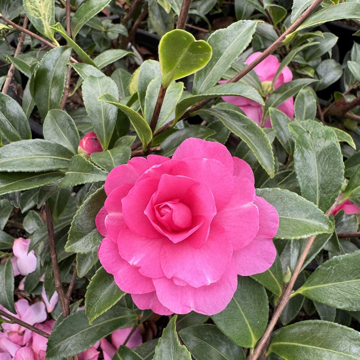 Camellia sas. 'Chansonette' (pink), ESPALIER