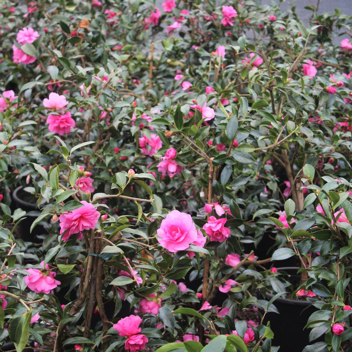 Camellia sas. 'Chansonette' (pink), ESPALIER