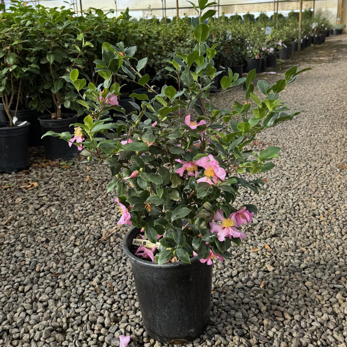 Camellia sas. 'Cleopatra' (rose)
