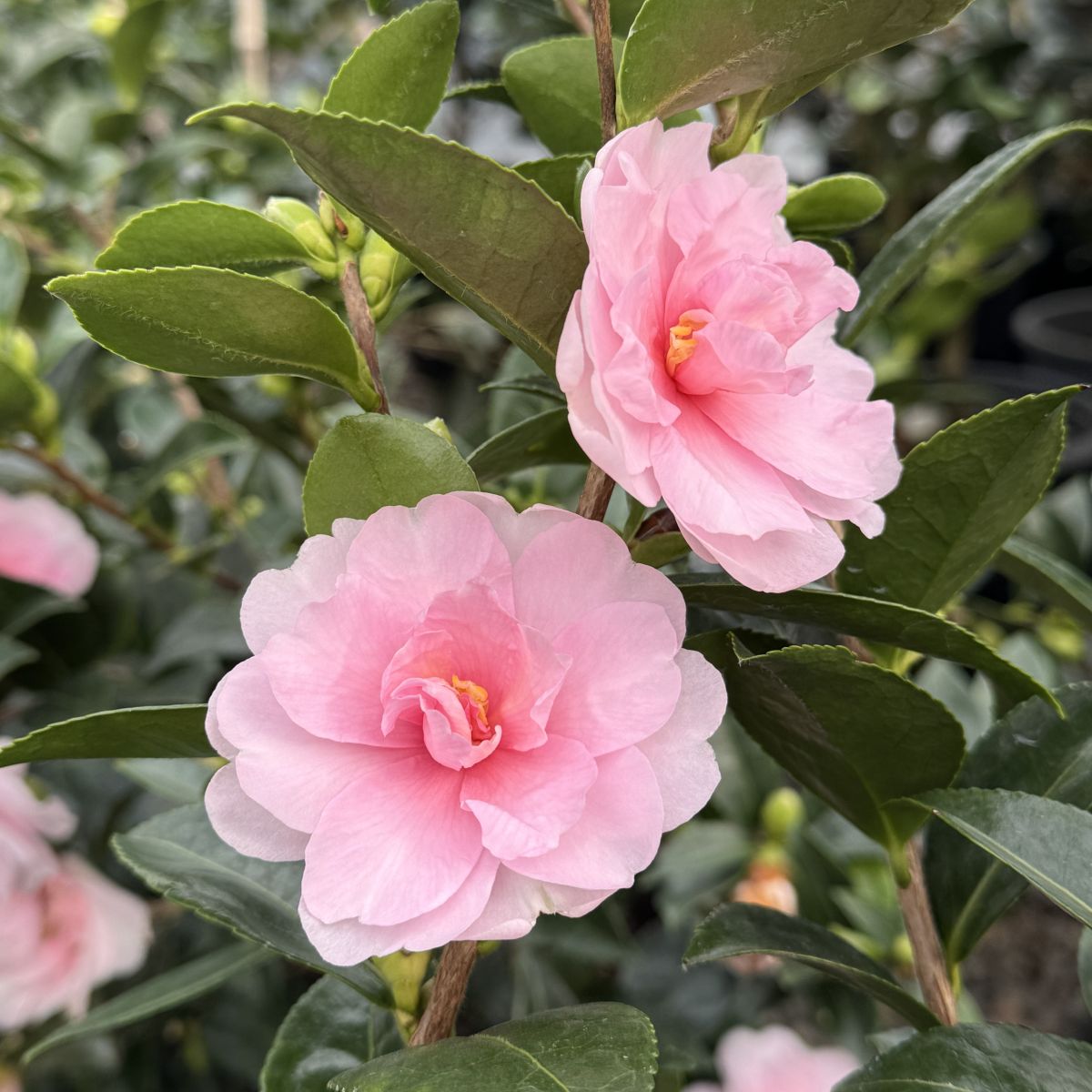Camellia sas. 'Jean May' (pink)