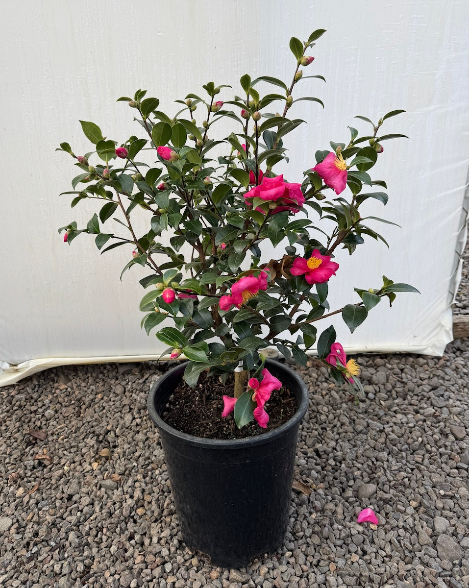 Camellia sas. 'Kanjiro' (rose) ESPALIER