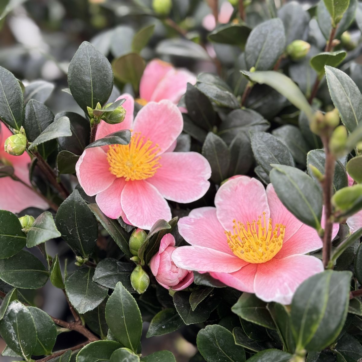 Camellia sas. 'Pink Yuletide' (pink)