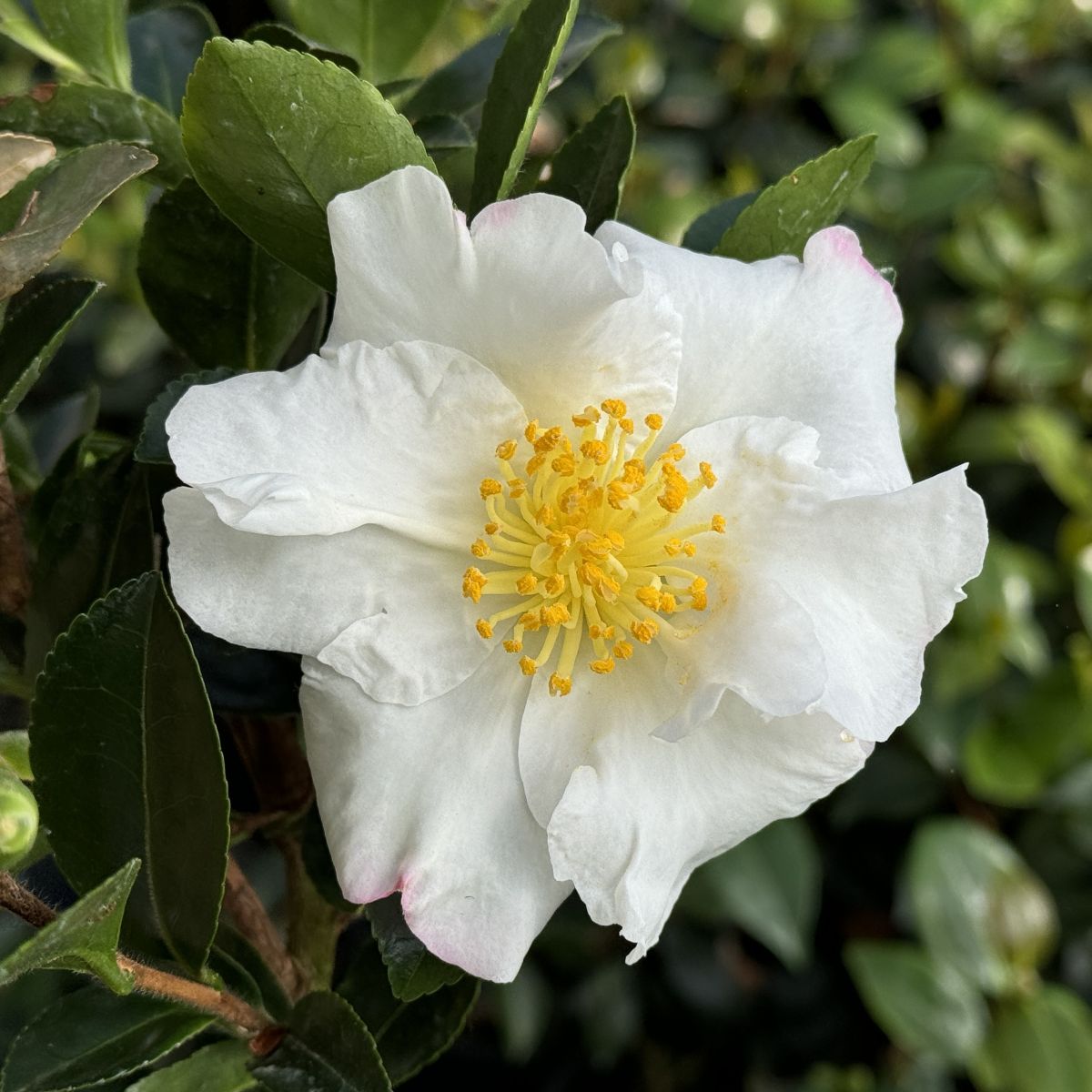 Camellia sas. 'Setsugekka' (white)