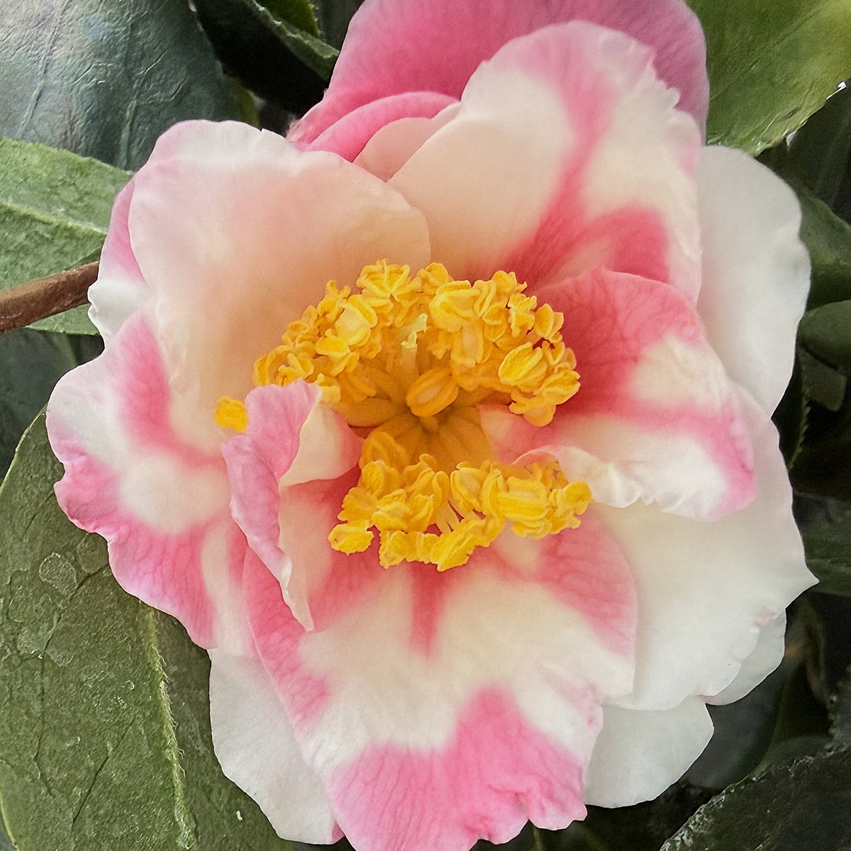 Camellia sas. 'Shibori-egao' (white/pink)