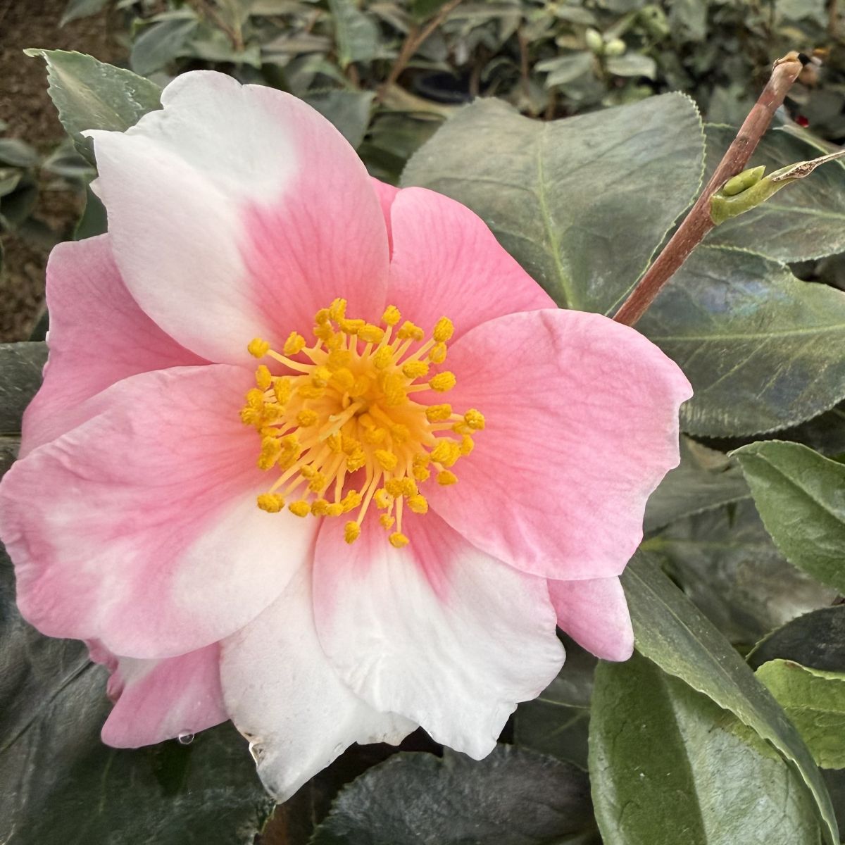 Camellia sas. 'Shibori-egao' (white/pink)