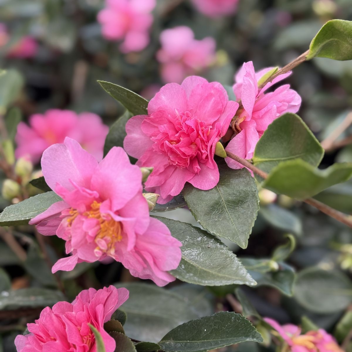 Camellia sas. 'Showa-no-sakae' (pink)