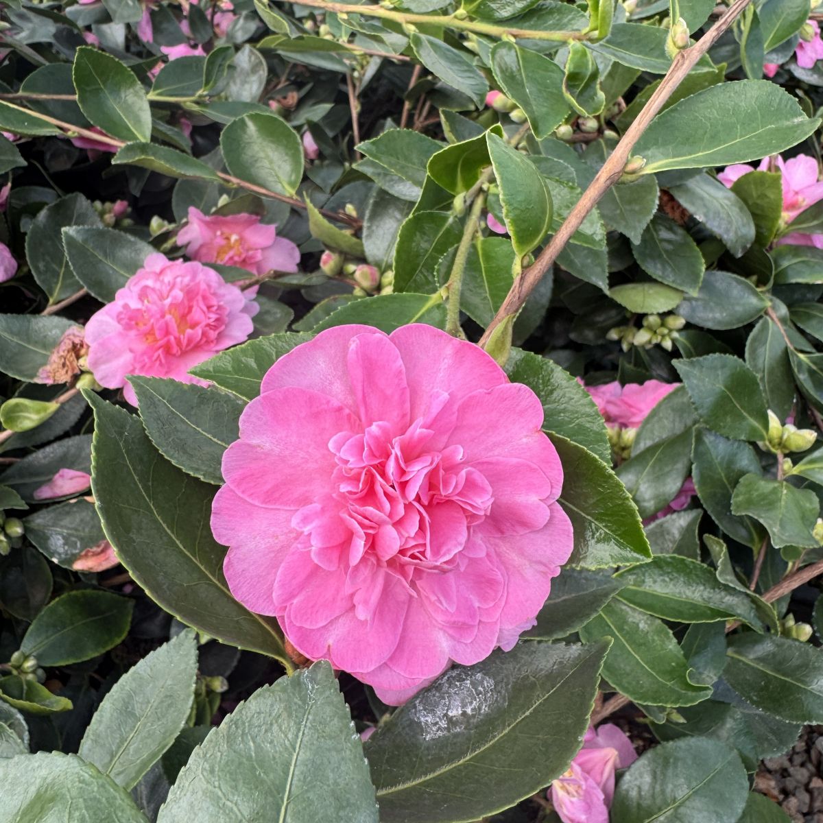 Camellia sas. 'Showa-no-sakae' (pink)