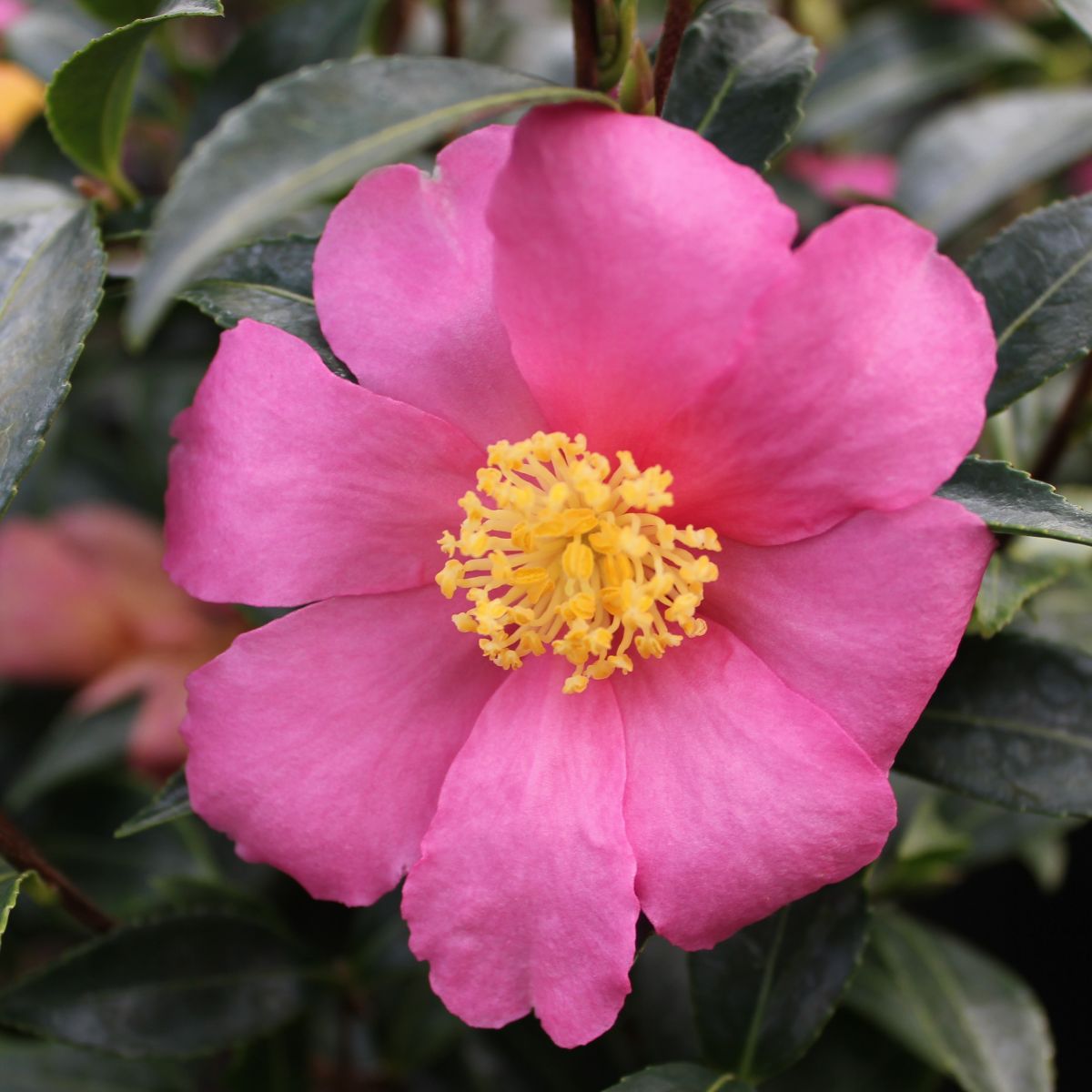Camellia sas. 'Slim 'N Trim' (pink)