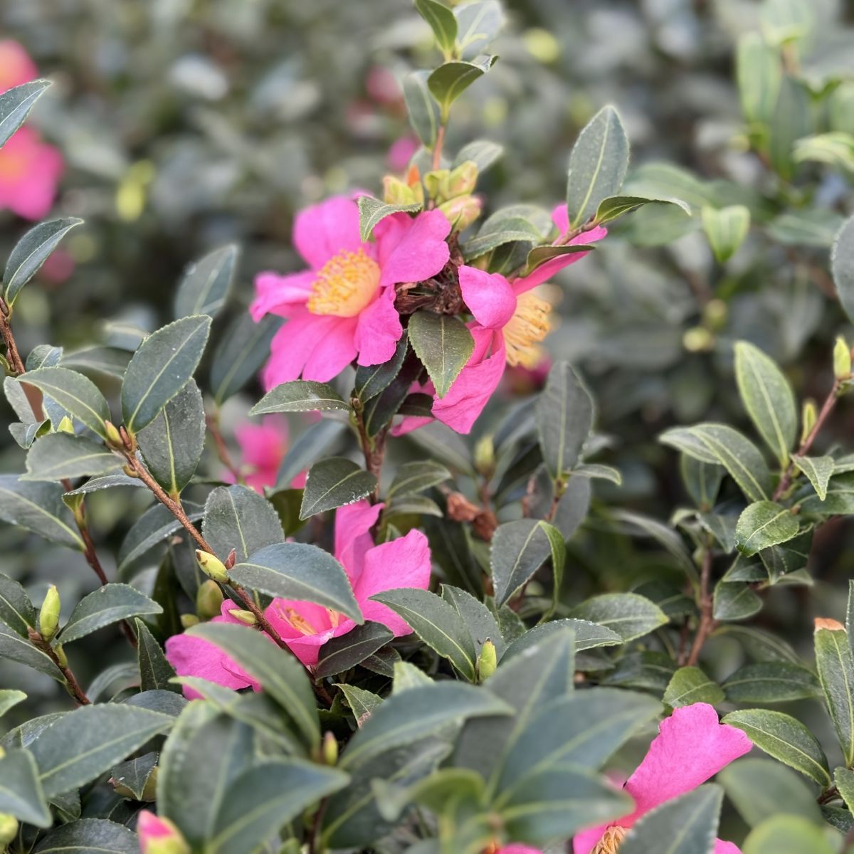 Camellia sas. 'Slim 'N Trim' (pink)