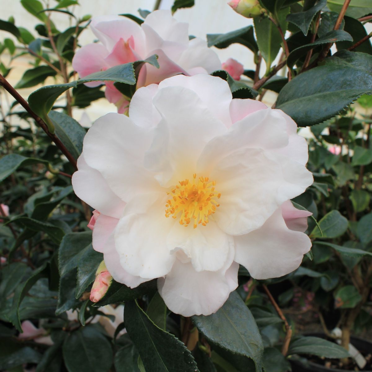 Camellia sas. 'Takarazuka' (pink)