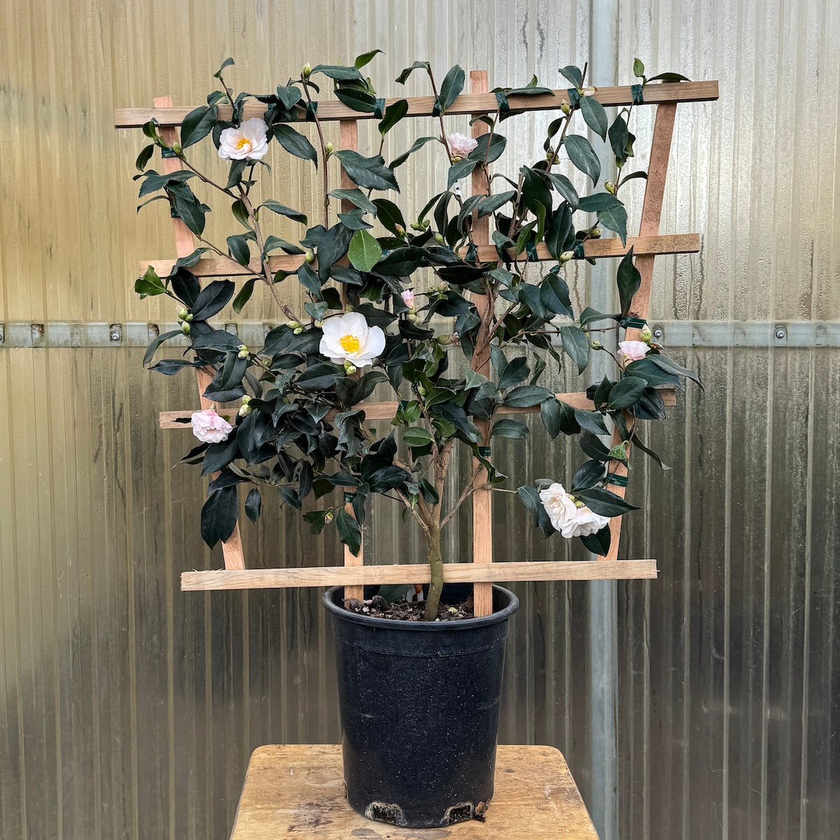 Camellia sas. 'Takarazuka' (pink), ESPALIER