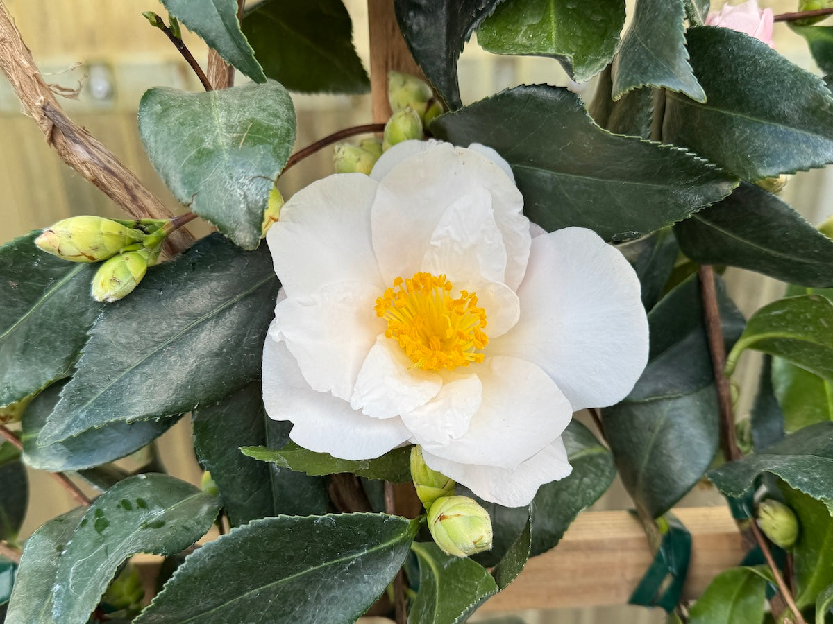 Camellia sas. 'Takarazuka' (pink), ESPALIER