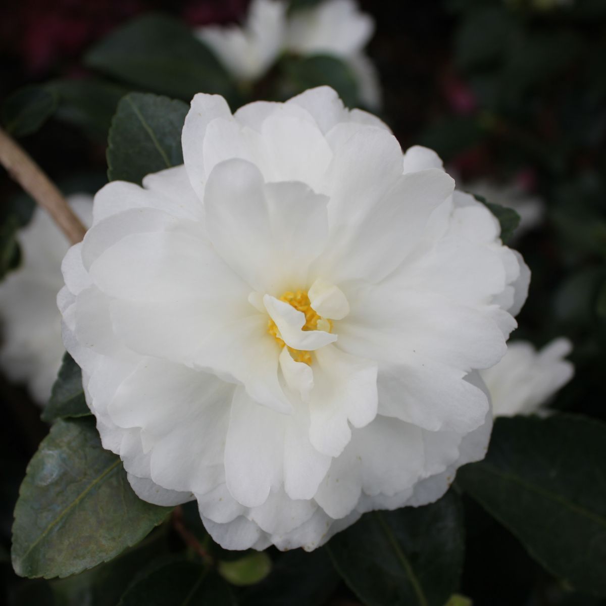 Camellia sas. 'White Doves' (white)