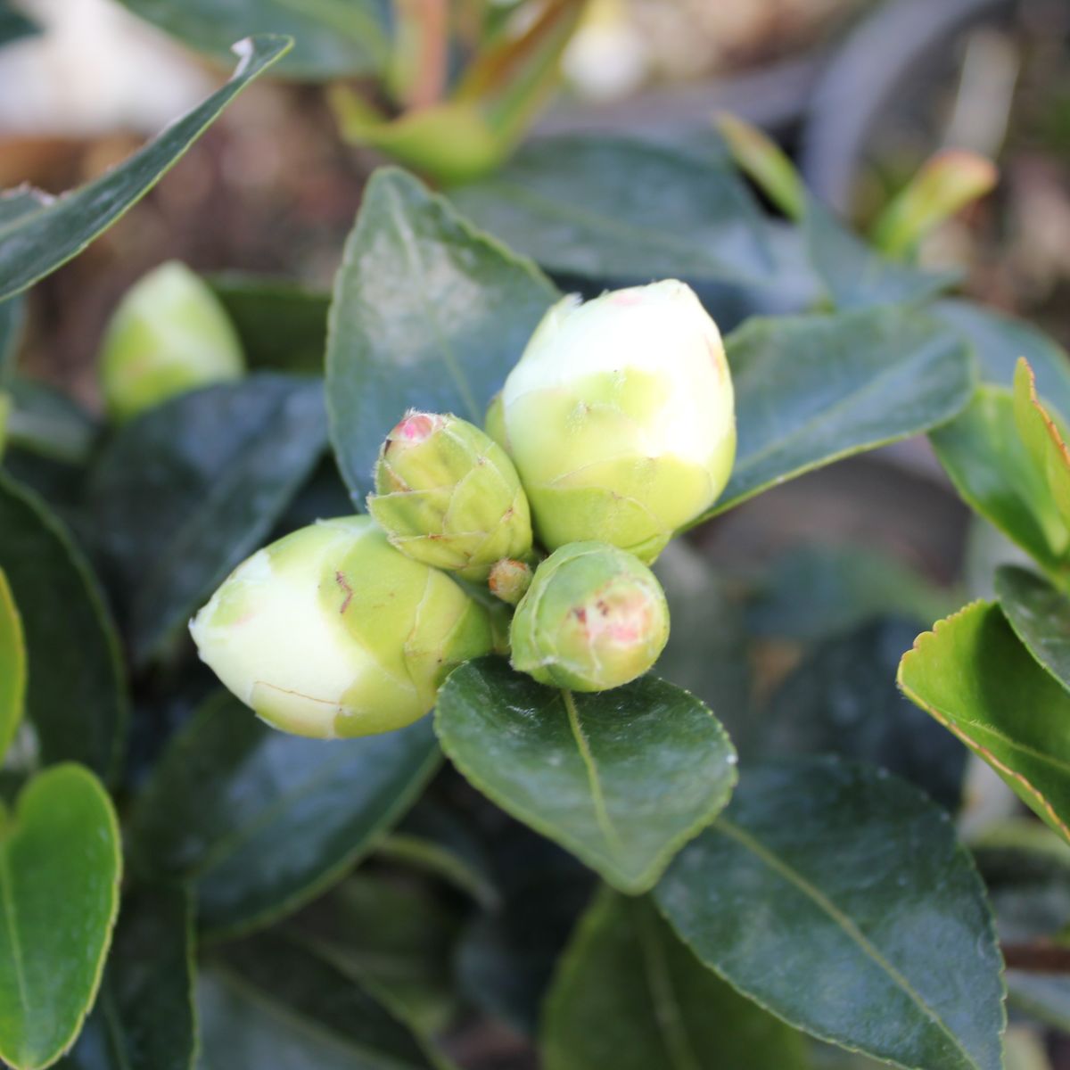 Camellia sas. 'White Doves' (white)