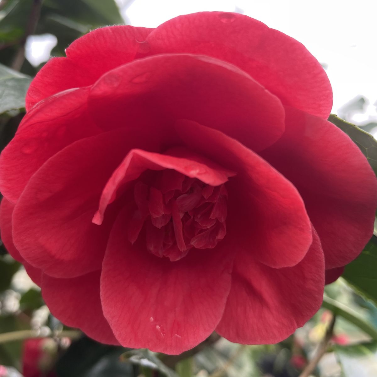 Camellia x 'Rosehill Red' (red)