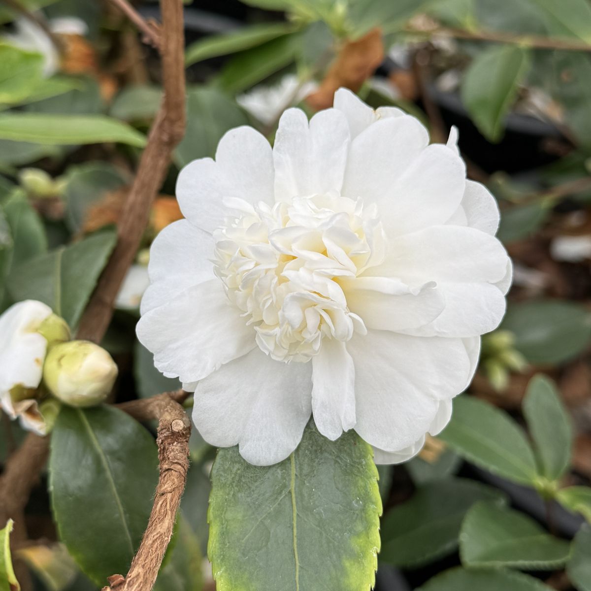 Camellia x 'Snow Flurry' (white)