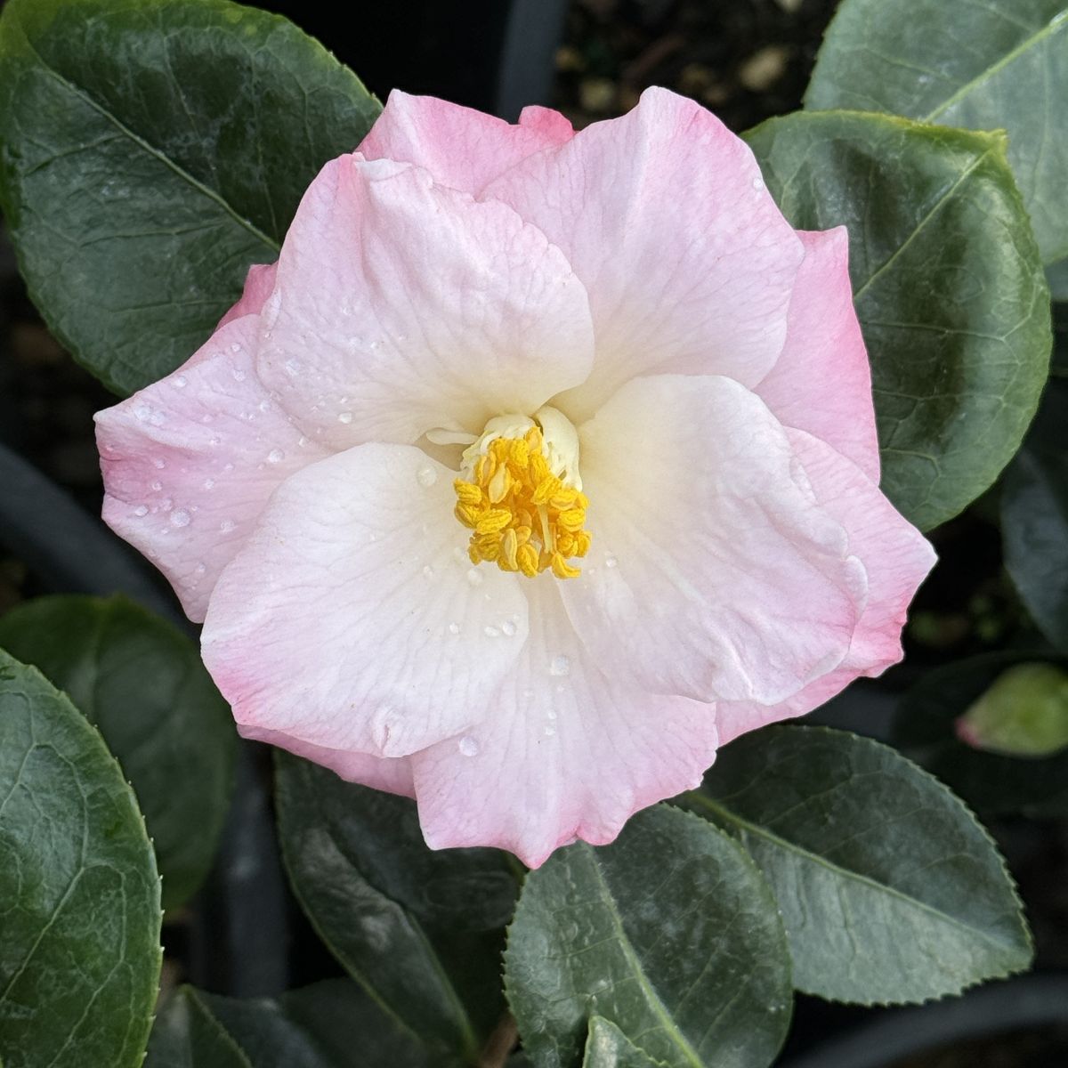 Camellia x williamsii 'Donation'