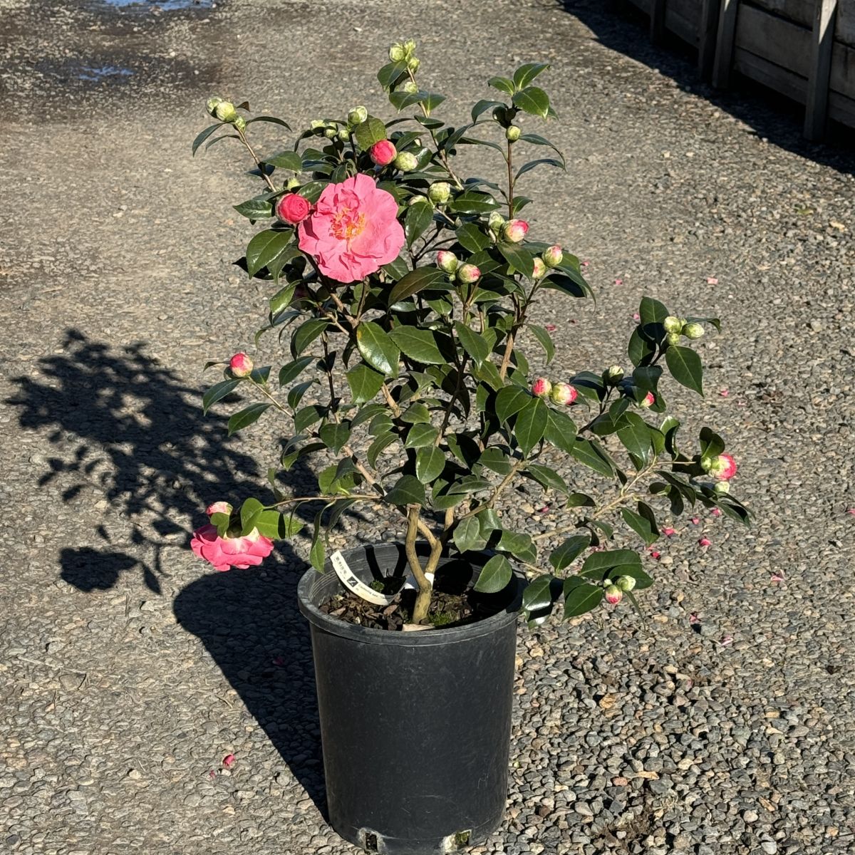Camellia x williamsii 'Donation'