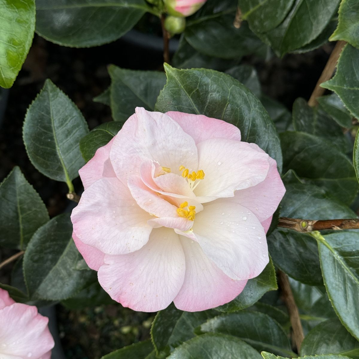 Camellia x williamsii 'Donation' (pink), ESPALIER