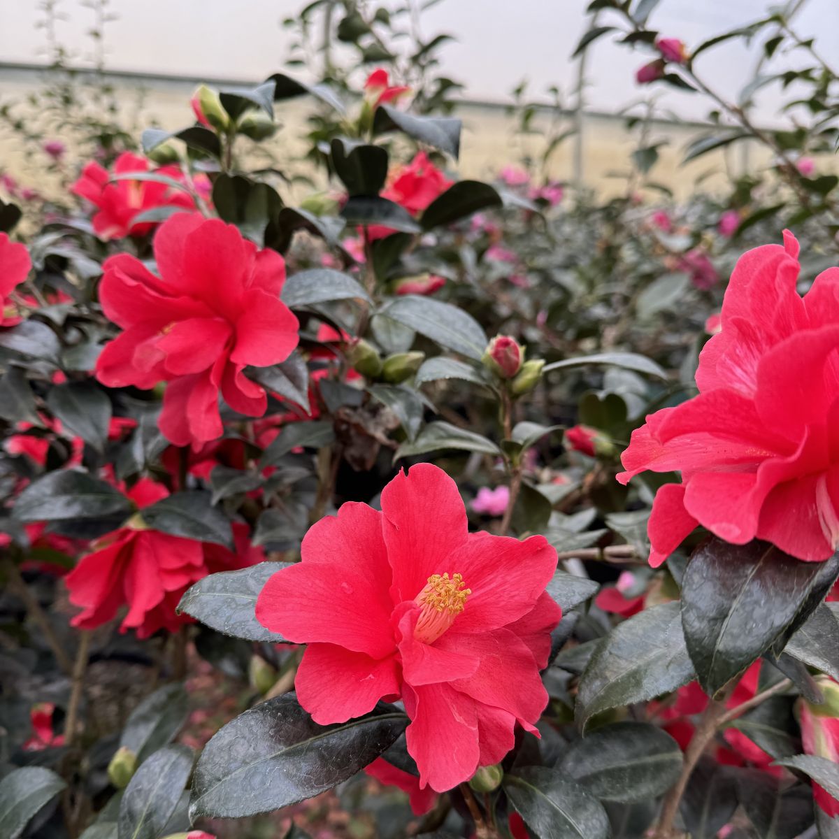 Camellia x williamsii 'Freedom Bell' (red)