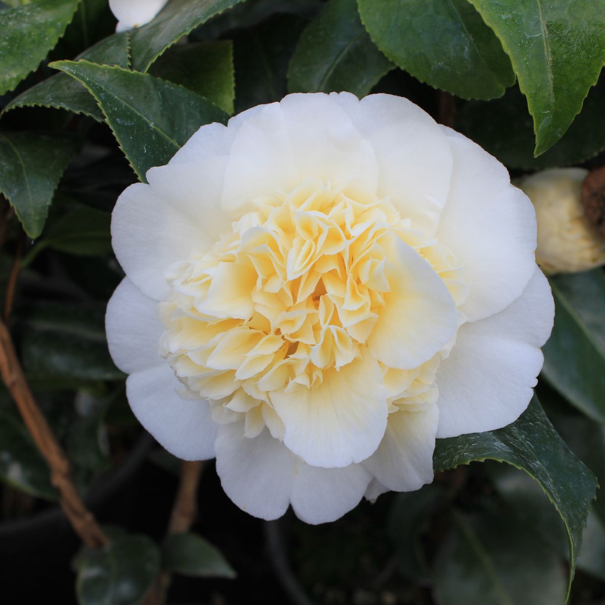 Camellia x williamsii 'Jury's Yellow' (cream yellow)